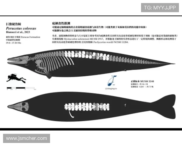 瑞典与秘鲁足球比赛数据深度分析及战术对比探讨 瑞典与秘鲁足球比赛数据深度分析及战术对比探讨